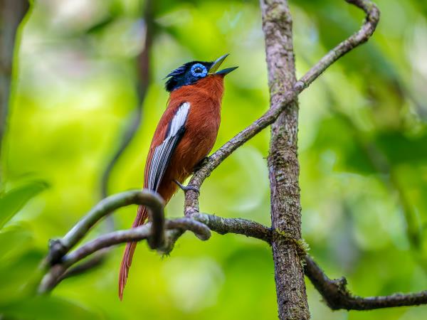 Masoala Peninsula wildlife vacation, Madagascar