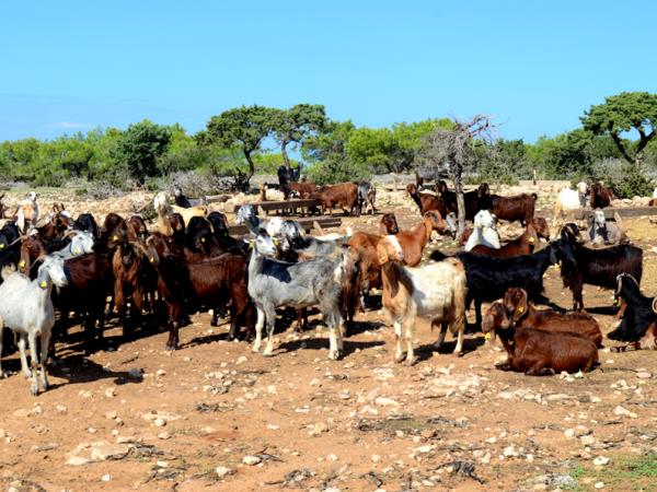 Northern Cyprus walking tour