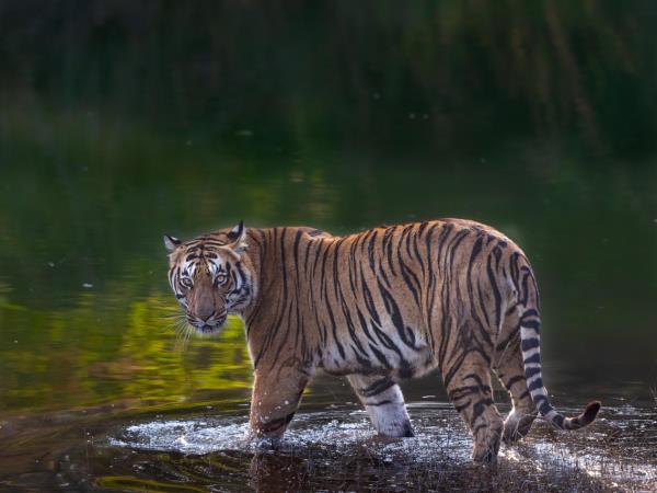 Tiger safari small group tour in India 