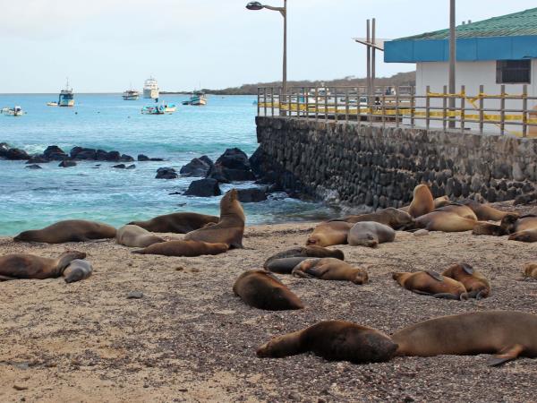 Galapagos volunteer and travel vacation, 3 weeks