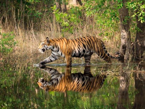 Tiger safari small group tour in India 