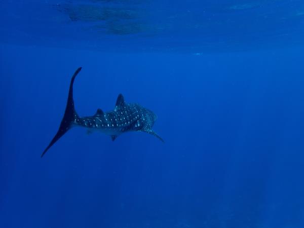 Maldives marine conservation cruising vacation