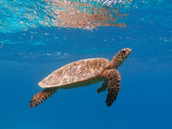 Maldives marine conservation cruising vacation