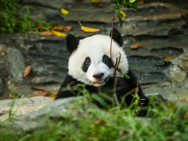 China & Tibet vacation, tailor made