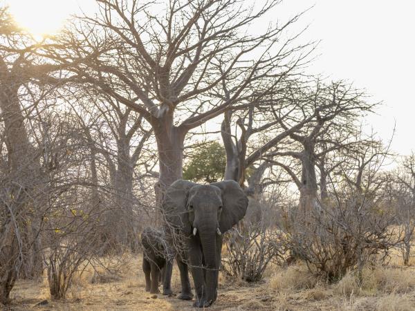 Northern Ruaha National Park vacation, Tanzania