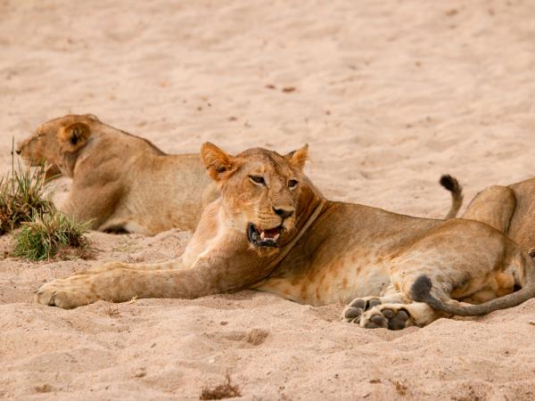 Northern Ruaha National Park vacation, Tanzania