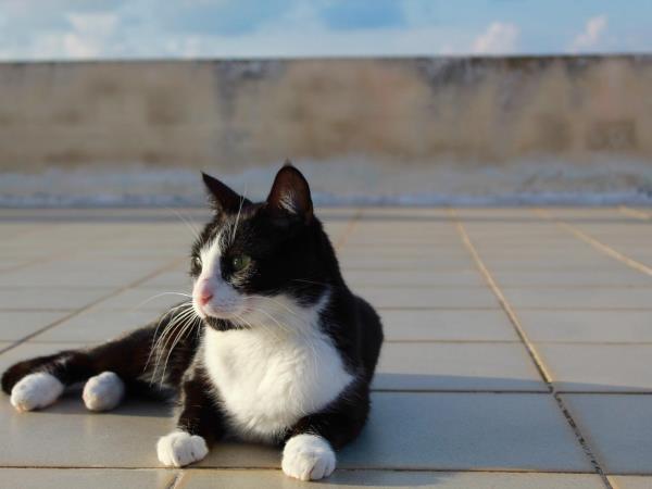 Animal welfare volunteering vacation in Greece