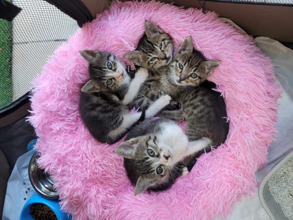 Animal welfare volunteering vacation in Greece