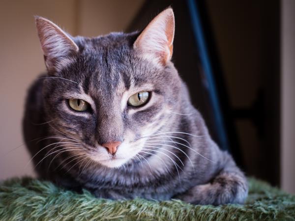 Animal welfare volunteering vacation in Greece