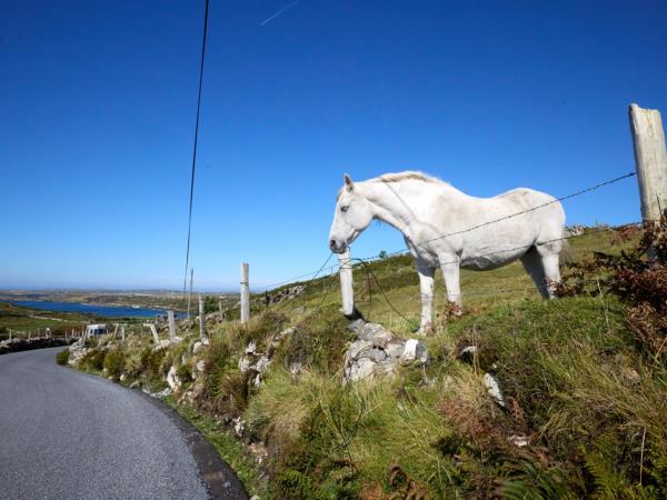 Connemara guided cycling tour, Ireland