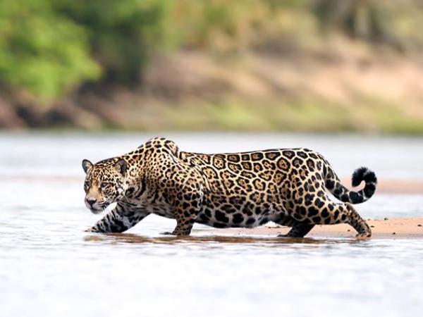 Brazil luxury nature vacation