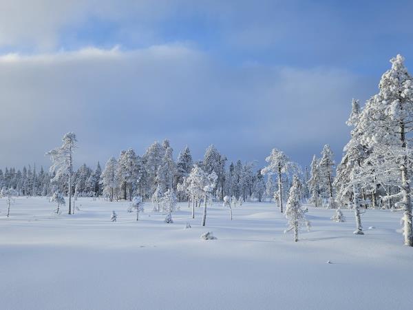 Cross-country skiing vacation in Finland's eastern wilderness