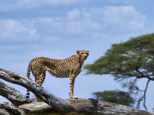 Tanzania safari and Zanzibar beach vacation