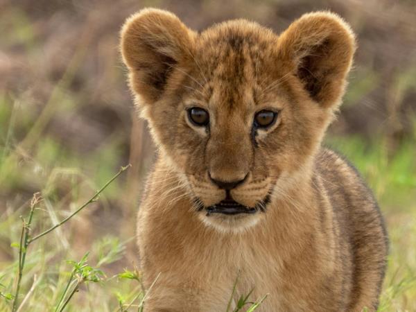 Tanzania safari and Zanzibar beach vacation
