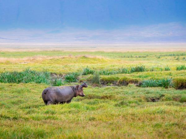 Tanzania safari and Zanzibar beach vacation