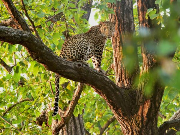 Tiger safari and Golden Triangle tour in India 