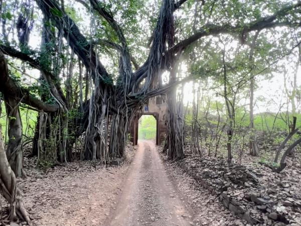 Tiger safari and Golden Triangle tour in India 