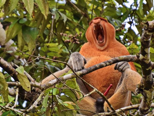 Borneo 12 day family tour