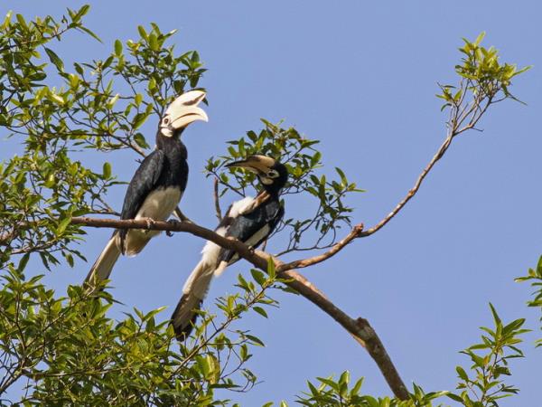 Borneo 12 day family tour