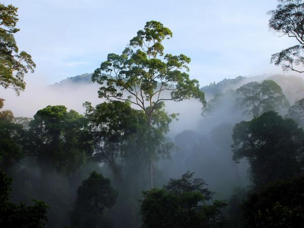 Borneo 12 day family tour