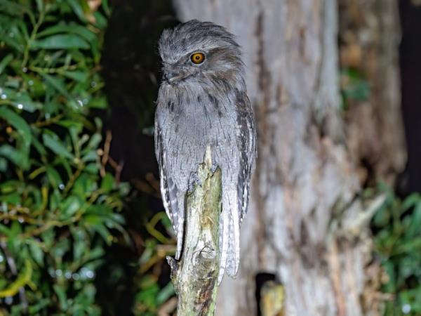 Tasmania bird watching vacation, Australia