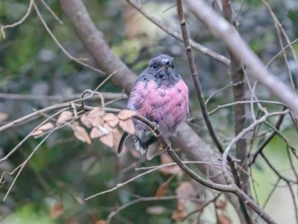 Tasmania bird watching vacation, Australia