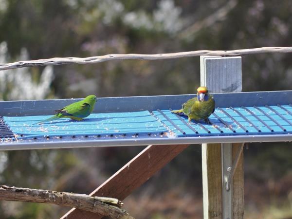 Tasmania bird watching vacation, Australia