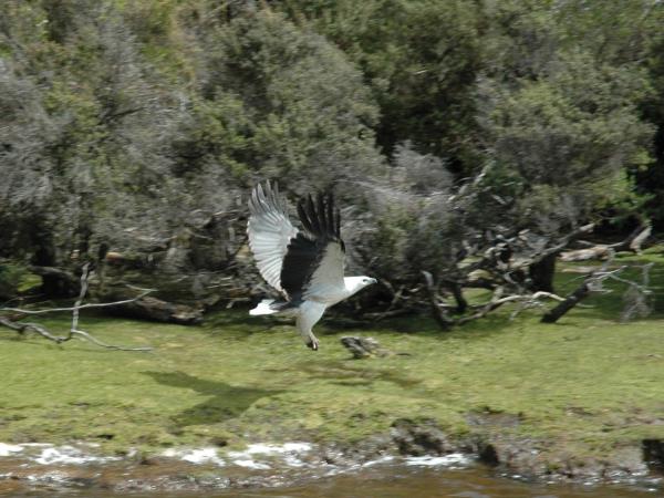 Tasmania bird watching vacation, Australia