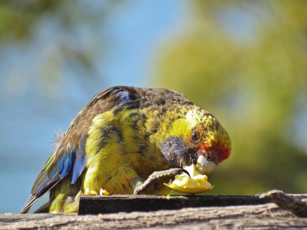 Tasmania bird watching vacation, Australia