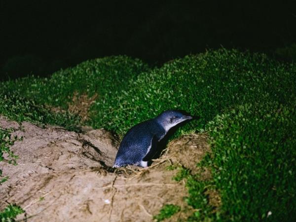 Tasmania bird watching vacation, Australia