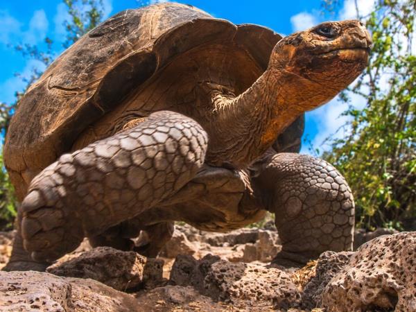 Galapagos multi activity tour, land based
