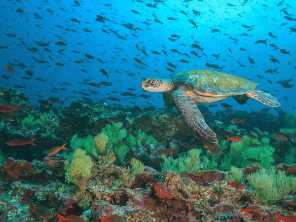 Galapagos multi activity tour, land based