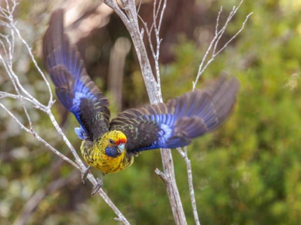 Tasmania bird watching vacation, Australia