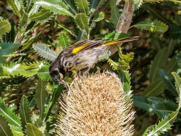 Tasmania bird watching vacation, Australia