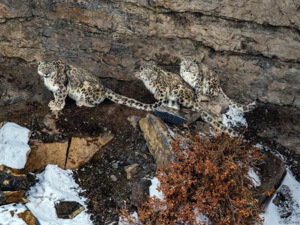 Snow leopard tracking vacation, Spiti Valley