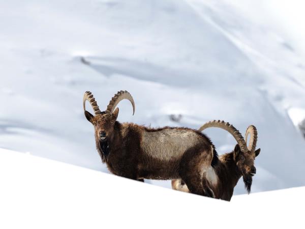 Snow leopard tracking vacation, Spiti Valley