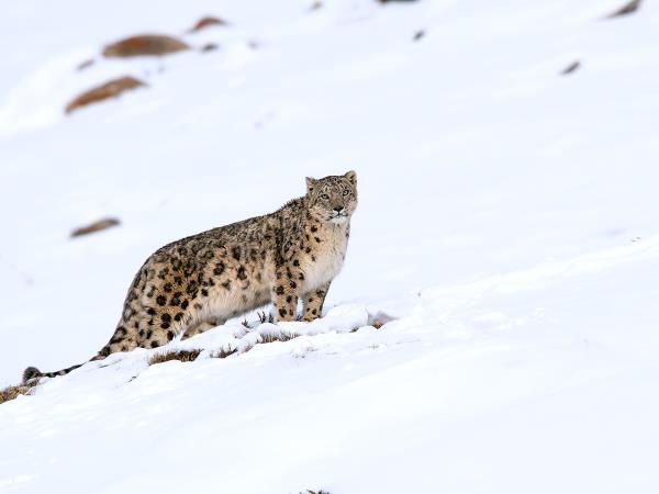 Snow leopard tracking vacation, Spiti Valley