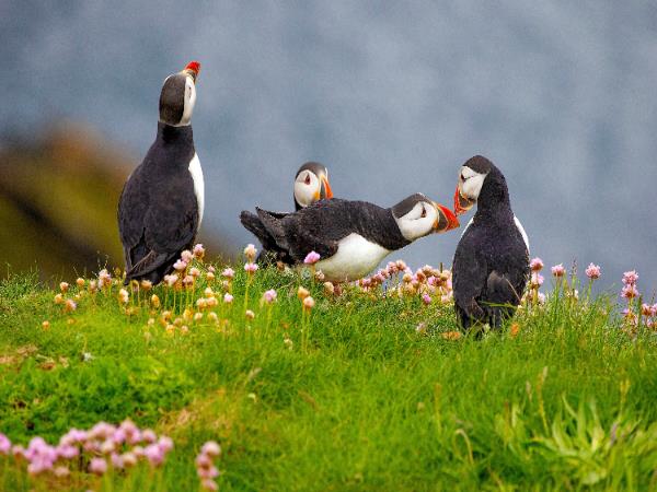 Shetland hiking vacation, Scotland