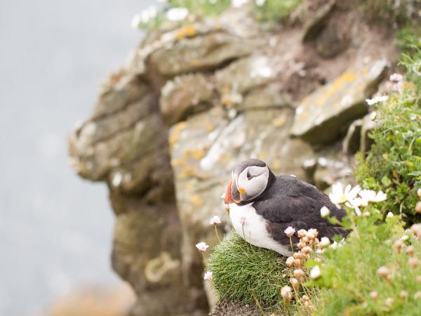 Shetland hiking vacation, Scotland