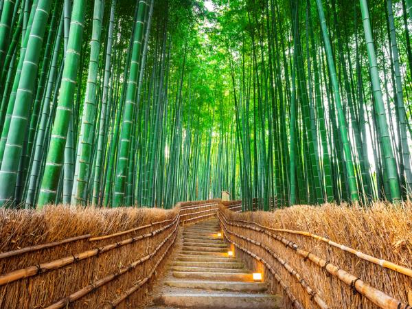 Japan luxury highlights tour