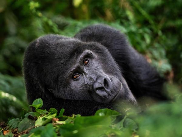 Uganda discovery tour