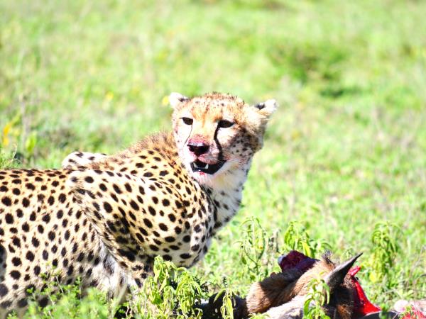 Serengeti luxury short safari vacation