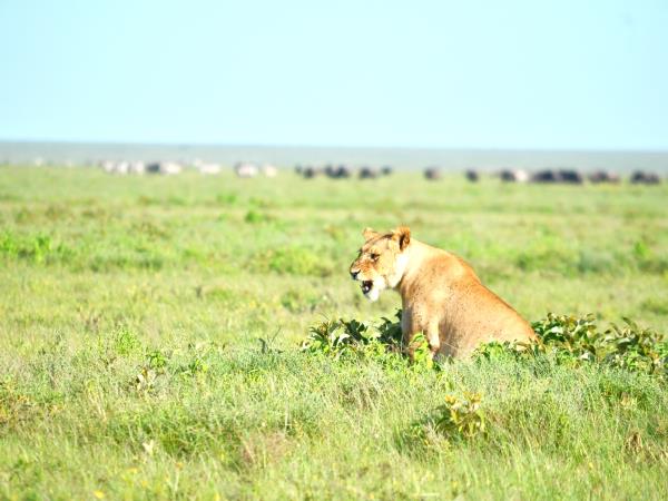 Serengeti luxury short safari vacation