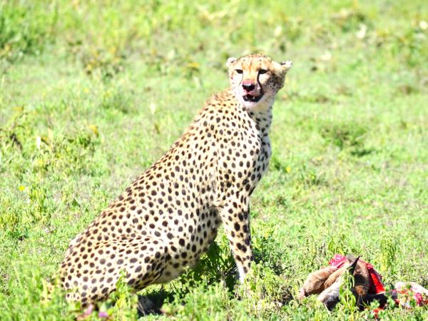 Serengeti luxury short safari vacation