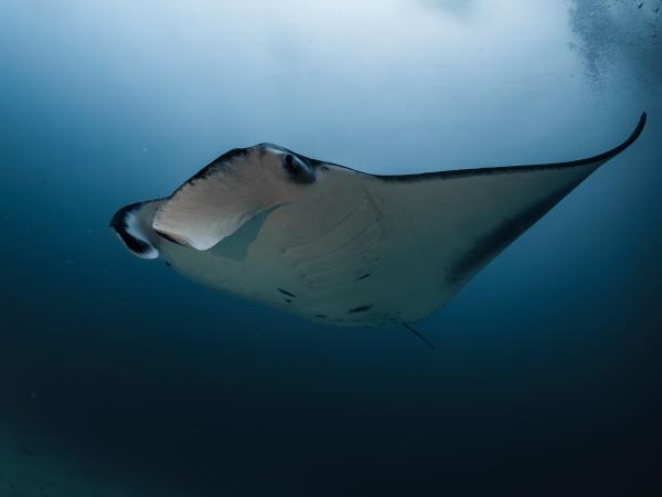 Maldives Manta ray snorkelling and Island hopping tour
