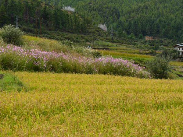 Bhutan cultural vacation