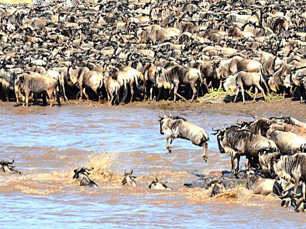 Tanzania Great Migration and Serengeti Safari vacation