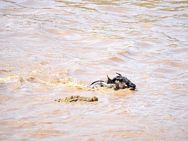 Tanzania Great Migration and Serengeti Safari vacation
