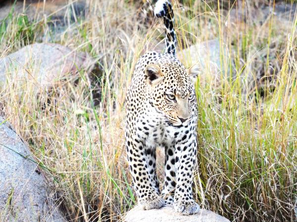 Tanzania Great Migration and Serengeti Safari vacation