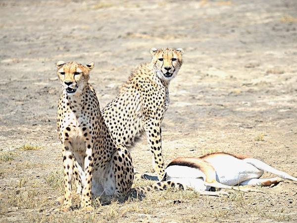 Tanzania Great Migration and Serengeti Safari vacation